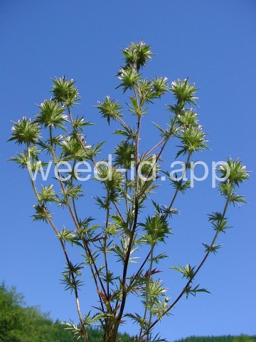 navarretia, needle-leaf